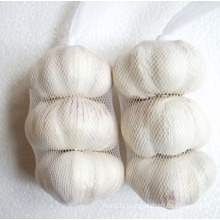 New Crop Pure White Garlic (5.0cm and up)